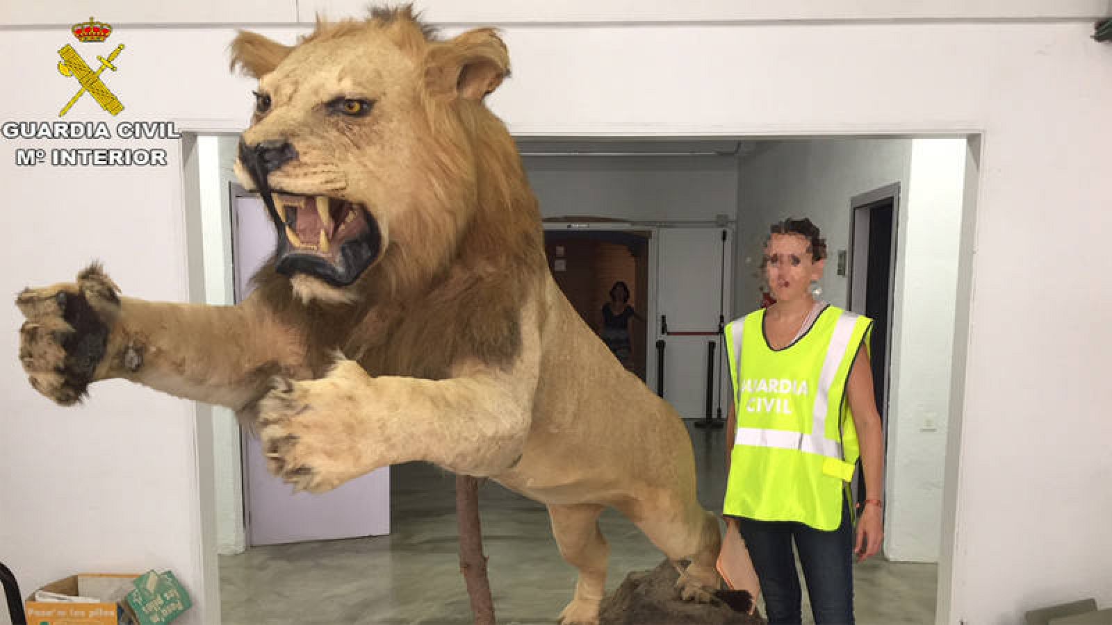 La Guardia Civil recupera un león disecado a la venta en internet