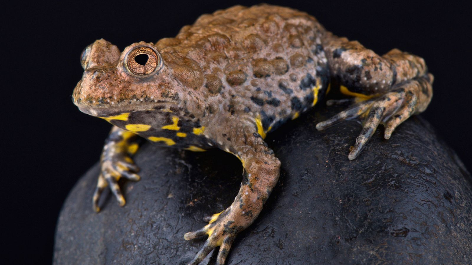 Ejemplar de Bombina maxima es una especie de anfibio anuro, que ¿es un endemismo de Sichuan, Yunan y Guizhou (China) y Vietnam.