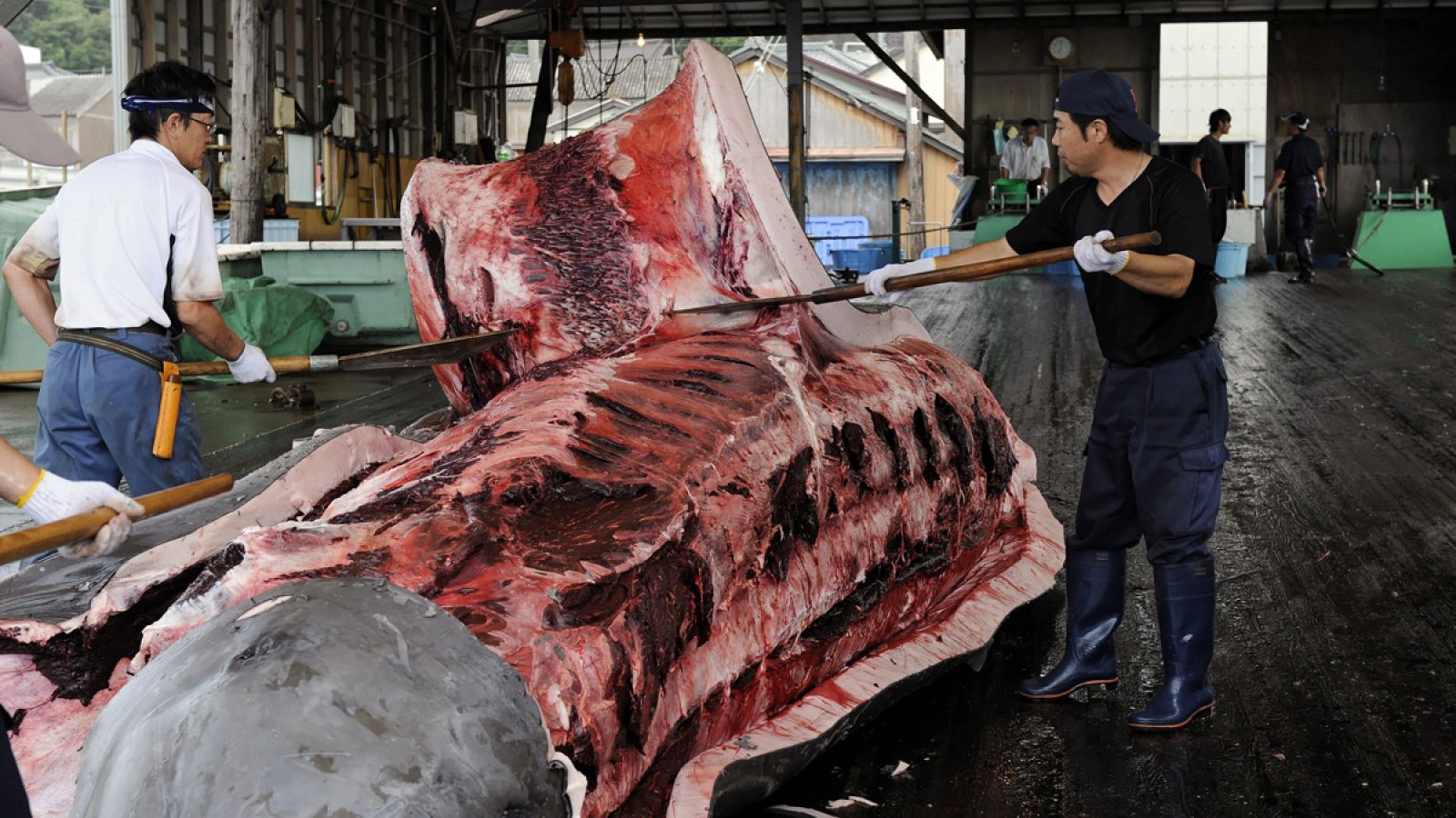 Imagen de archivo de varios pescadores quitando la piel a una ballena en Wada Port, Japón.