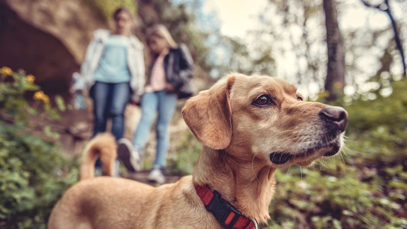 Cuanto más cerca viven las mujeres de los espacios verdes, menos numerosos son los casos de cáncer de mama.
