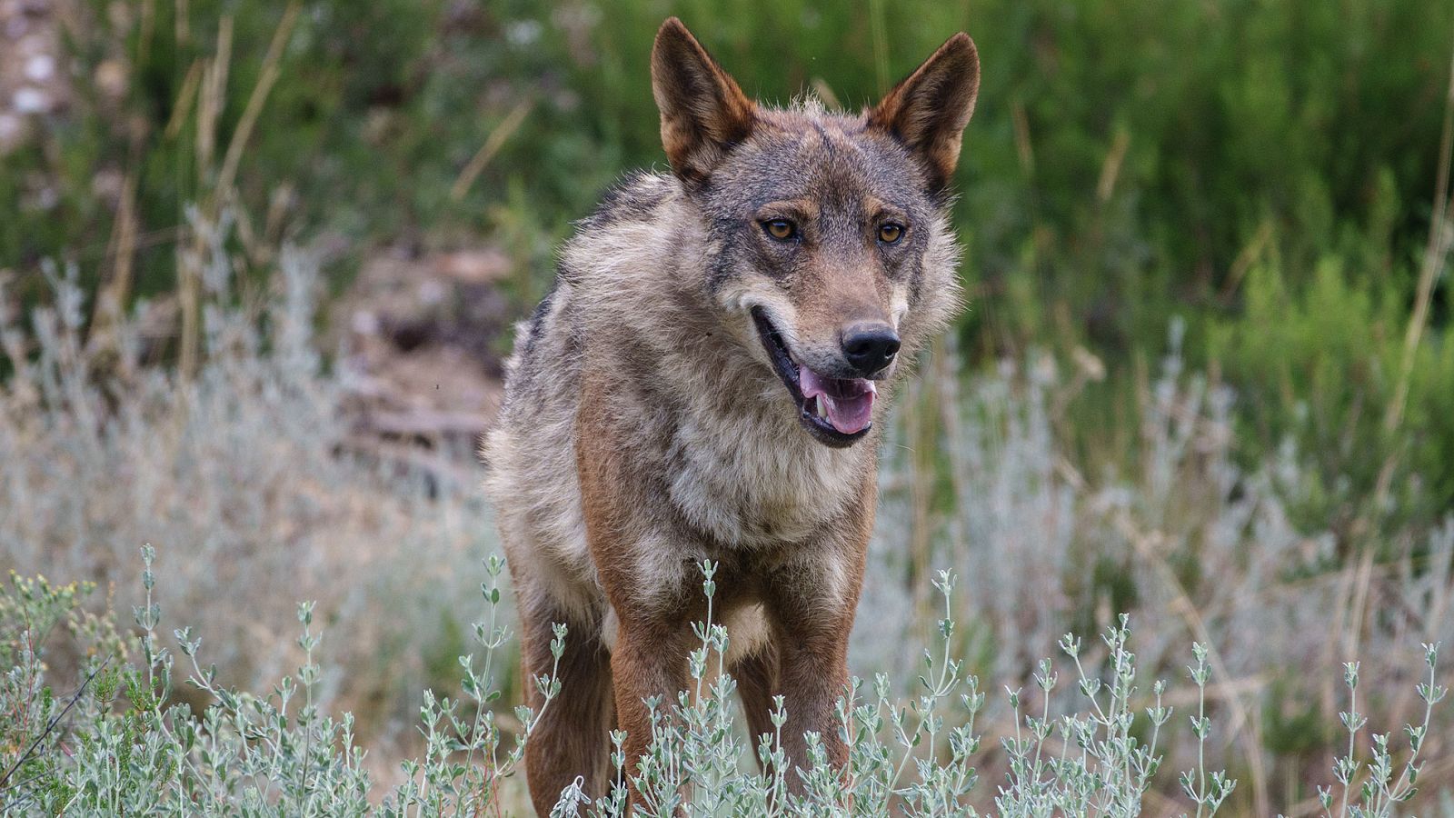 El aislamiento compromete la supervivencia de lobo a largo plazo