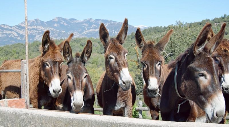 Aquesta setmana visitem els rucs catalans al centre Fuives