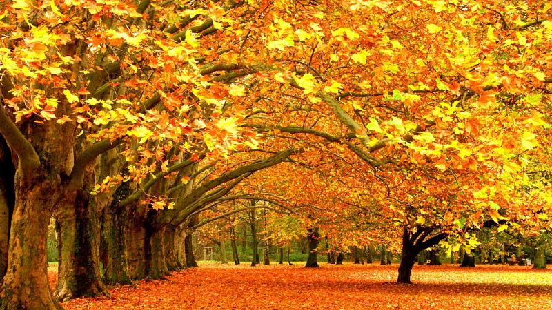 Ya está disponible la revista de octubre de Radio Clásica