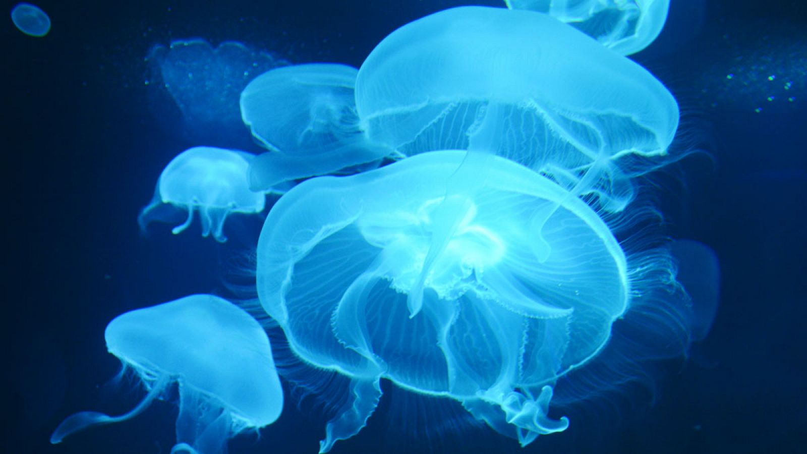 Un proyecto español busca usar la bioluminiscencia de las medusas en el