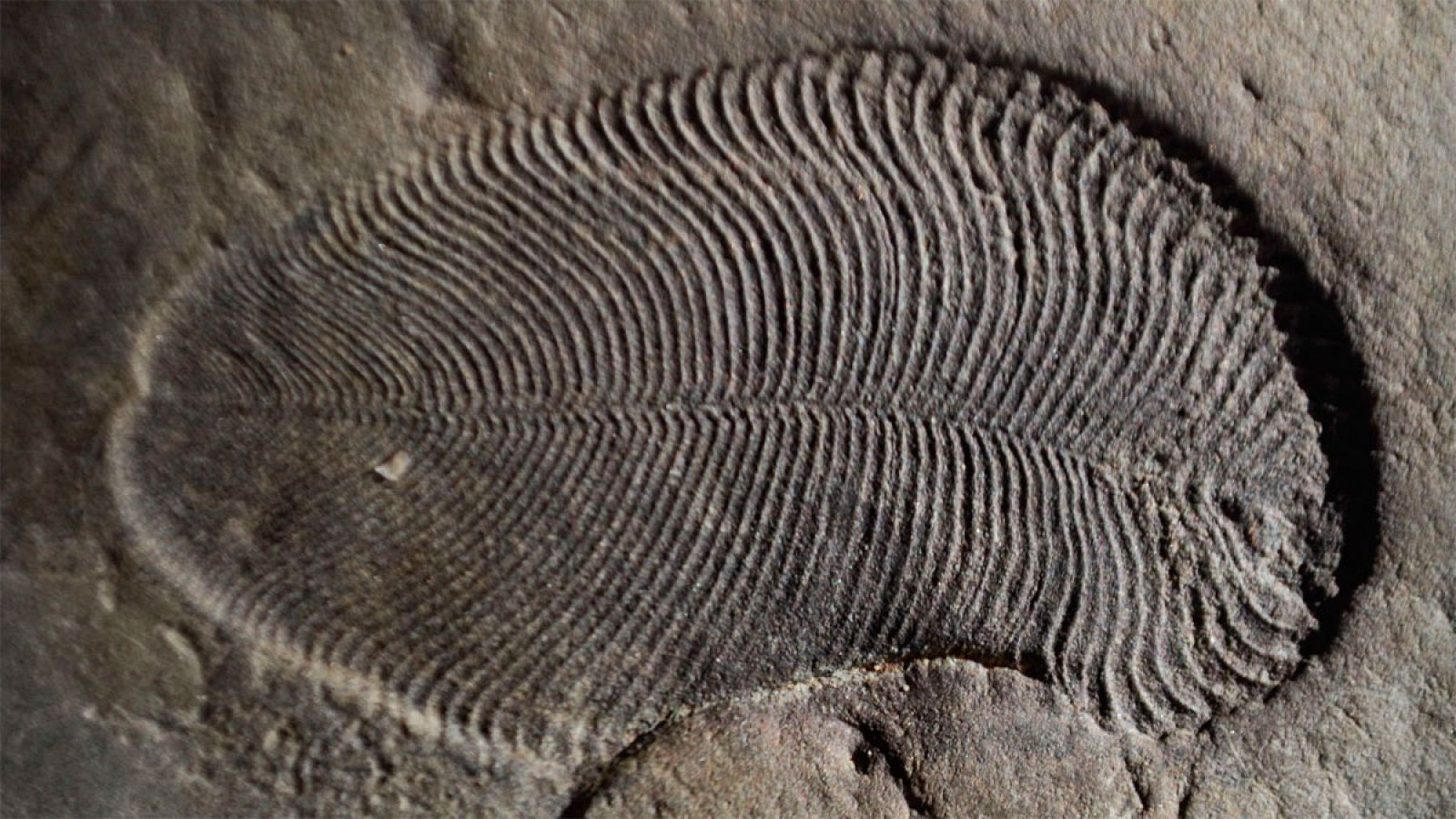 Dickinsonia medía 1,4 metros de largo, tenía una forma ovalada y su cuerpo estaba dividido en segmentos similares.