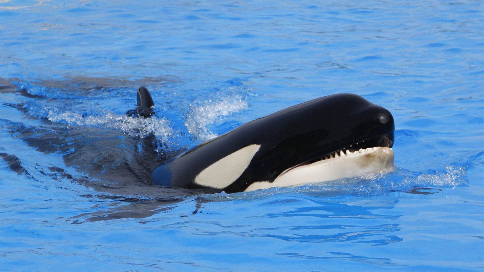 Imagen de una orca.