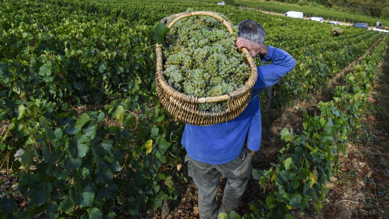 Un agricultor vendimiando