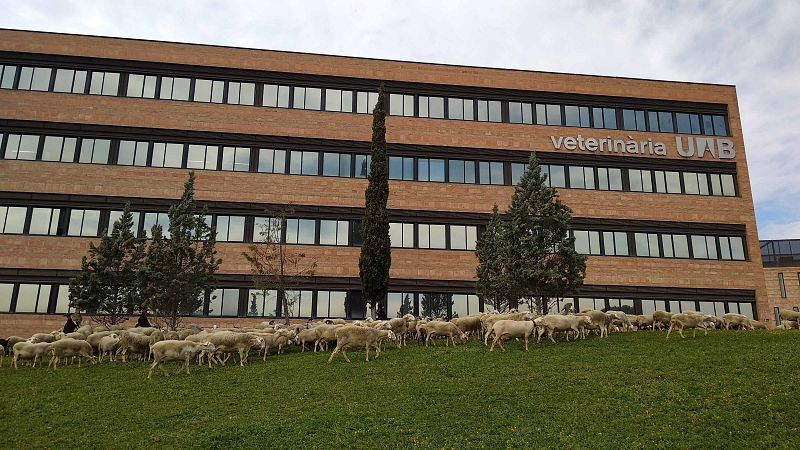 fac-veterinria-uab-1