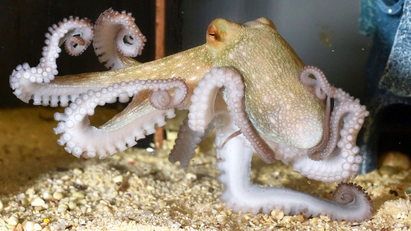 El pulpo común (Octopus vulgaris) es una especie de gran interés comercial en España y el Mediterráneo.