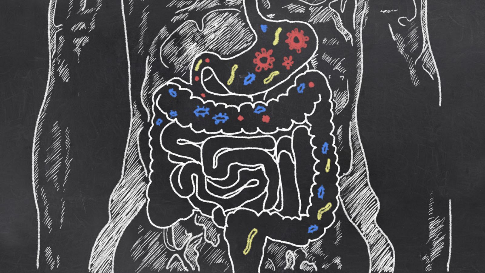 La microbiota es el conjunto de bacterias que habitan en el intestino.