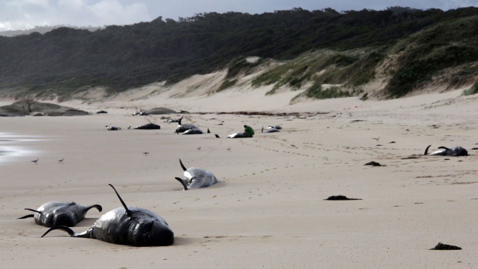 Imagen de los cuerpos hallados en una playa del Parque Nacional Croajingolong.