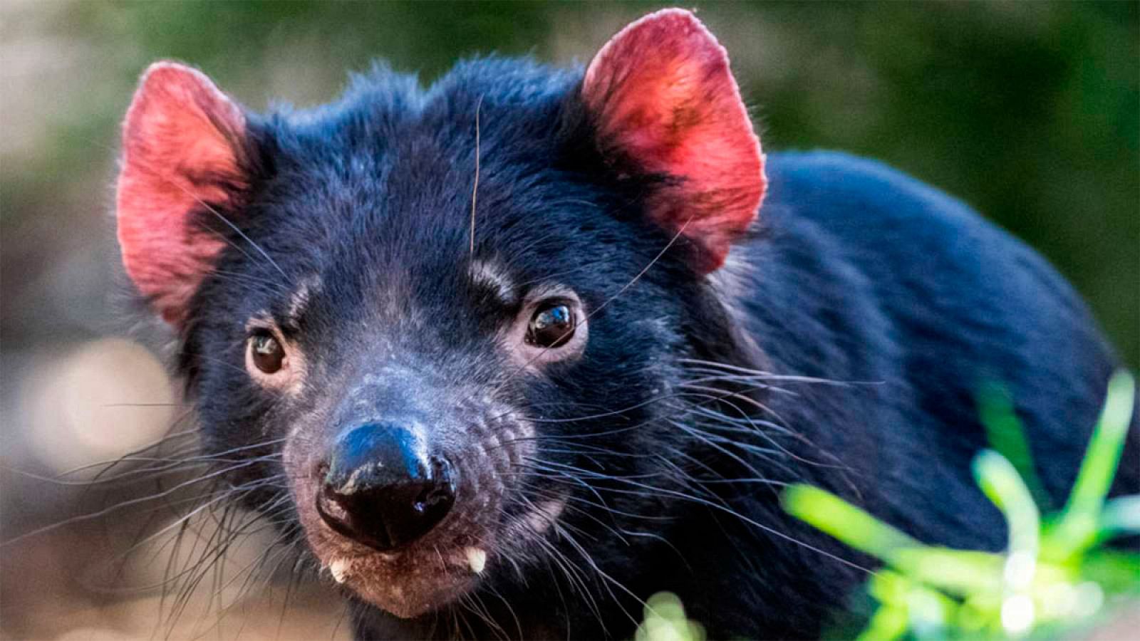 El número de demonios de Tasmania ha descendido más de un 80% entre 1996 y 2016.