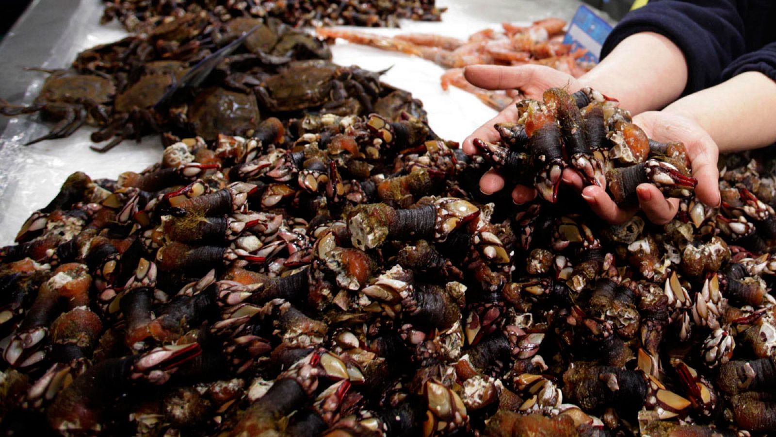 Imagen de archivo de un puesto de venta de percebes en Galicia