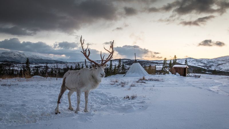 La imagen del reno, también conocido como caribú, está inexorablemente unida a las fiestas navideñas.