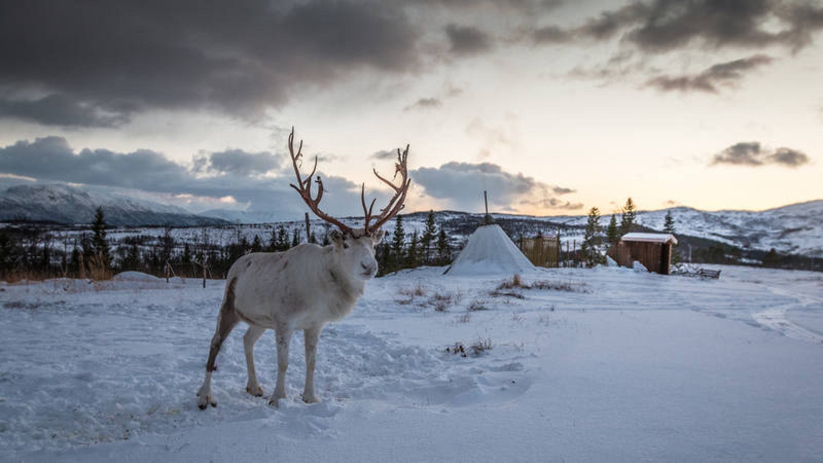 La imagen del reno, también conocido como caribú, está inexorablemente unida a las fiestas navideñas.