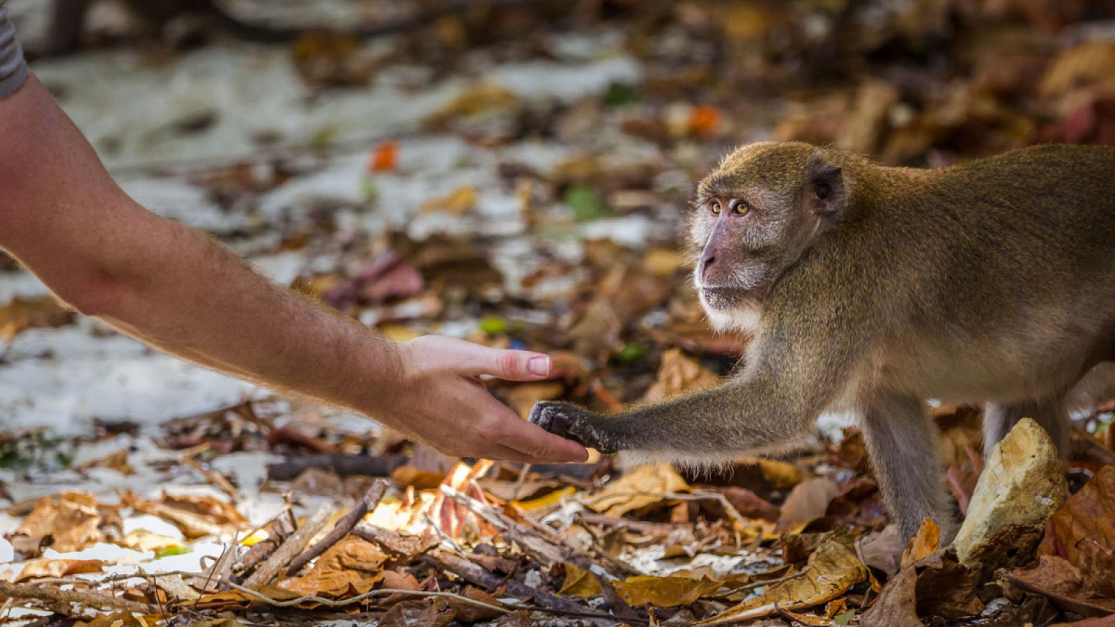 Las enfermedades zoonóticas son aquellas que se originan en otras especies animales antes de extenderse a los humanos.