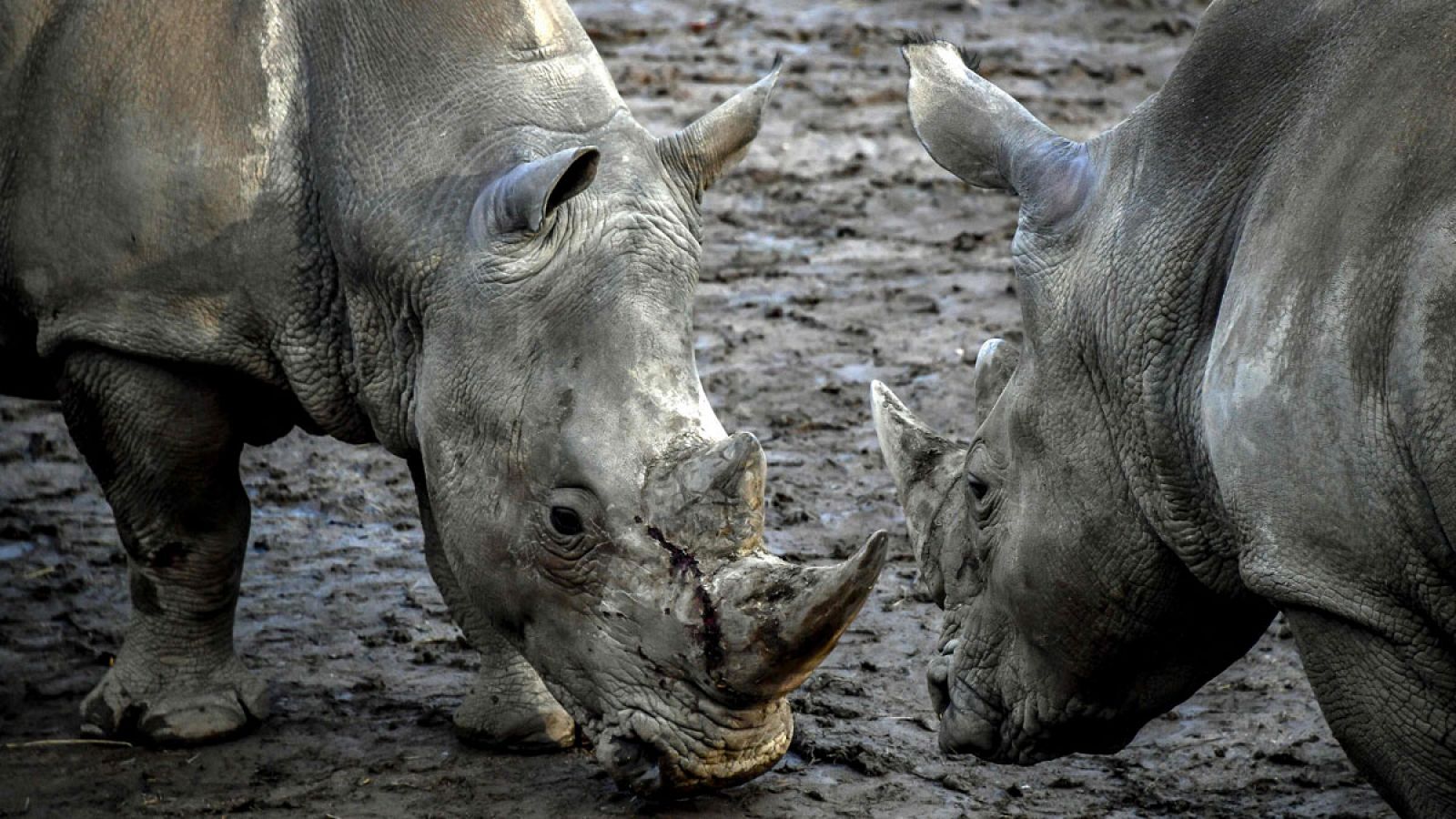 El Parque Kruger fue una vez más el espacio más castigado, con 421 animales asesinados a manos de los furtivos.