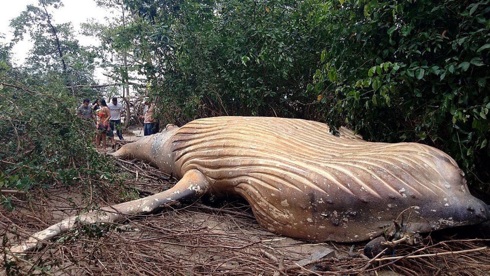 Una ballena jorobada fue hallada muerta en un manglar en el archipiélago de Marajó, en plena Amazonía del Brasil