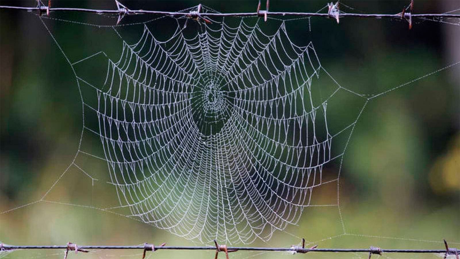 La tela de araña ya es conocida por su excepcional relación fuerza-peso, su flexibilidad y su tenacidad o resistencia.