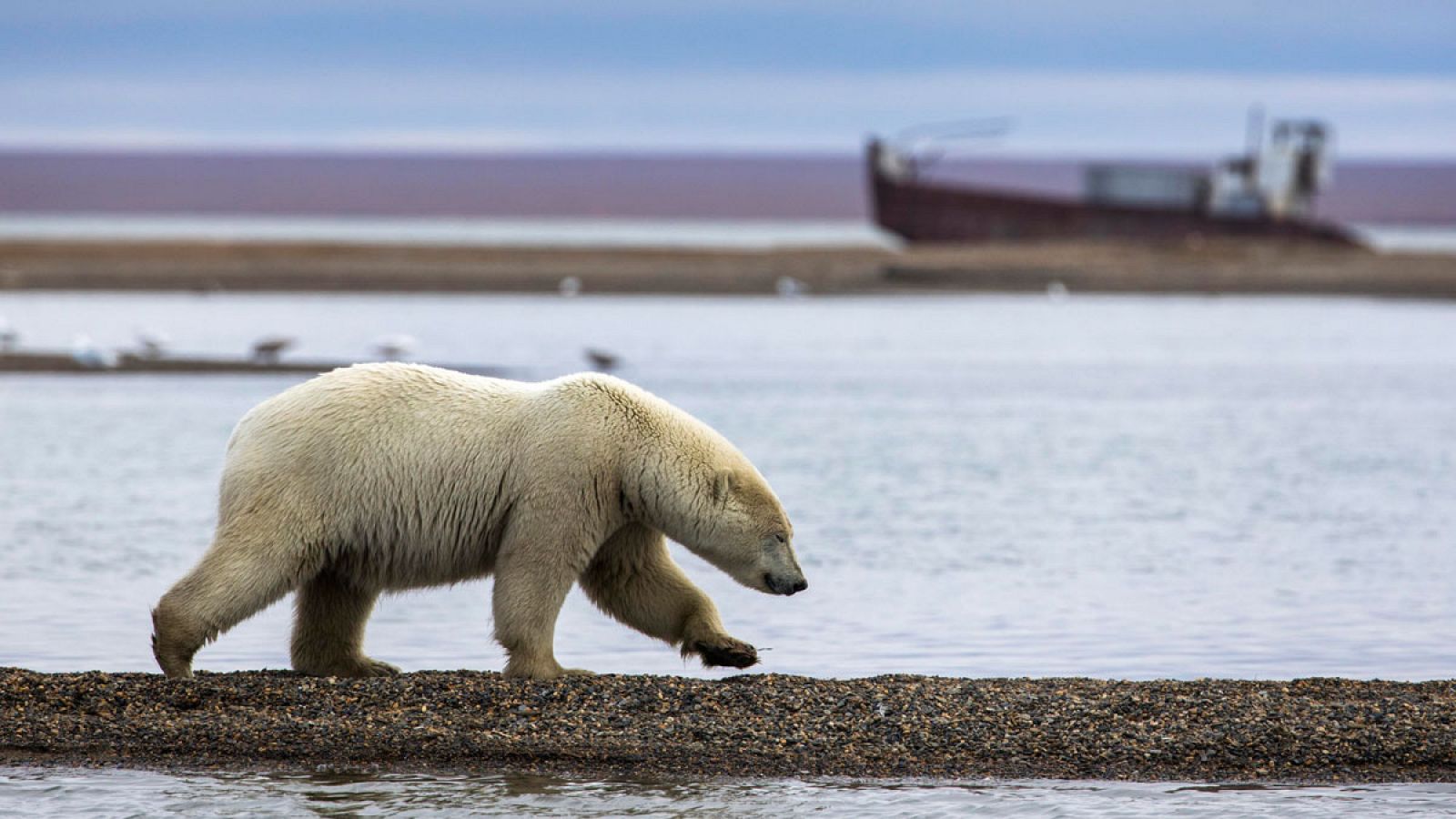 En caso de derretirse por completo la capa de hielo de Groenlandia, provocaría un aumento de siete metros en el nivel mundial de los océanos.