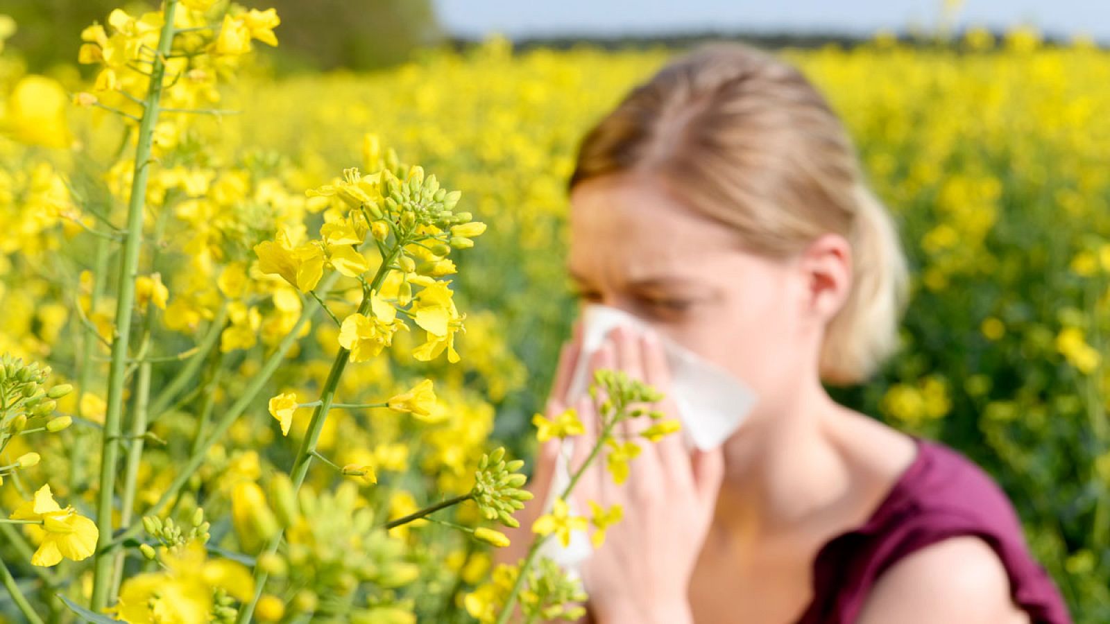 En España, siete millones de personas tienen alergia a las gramíneas.