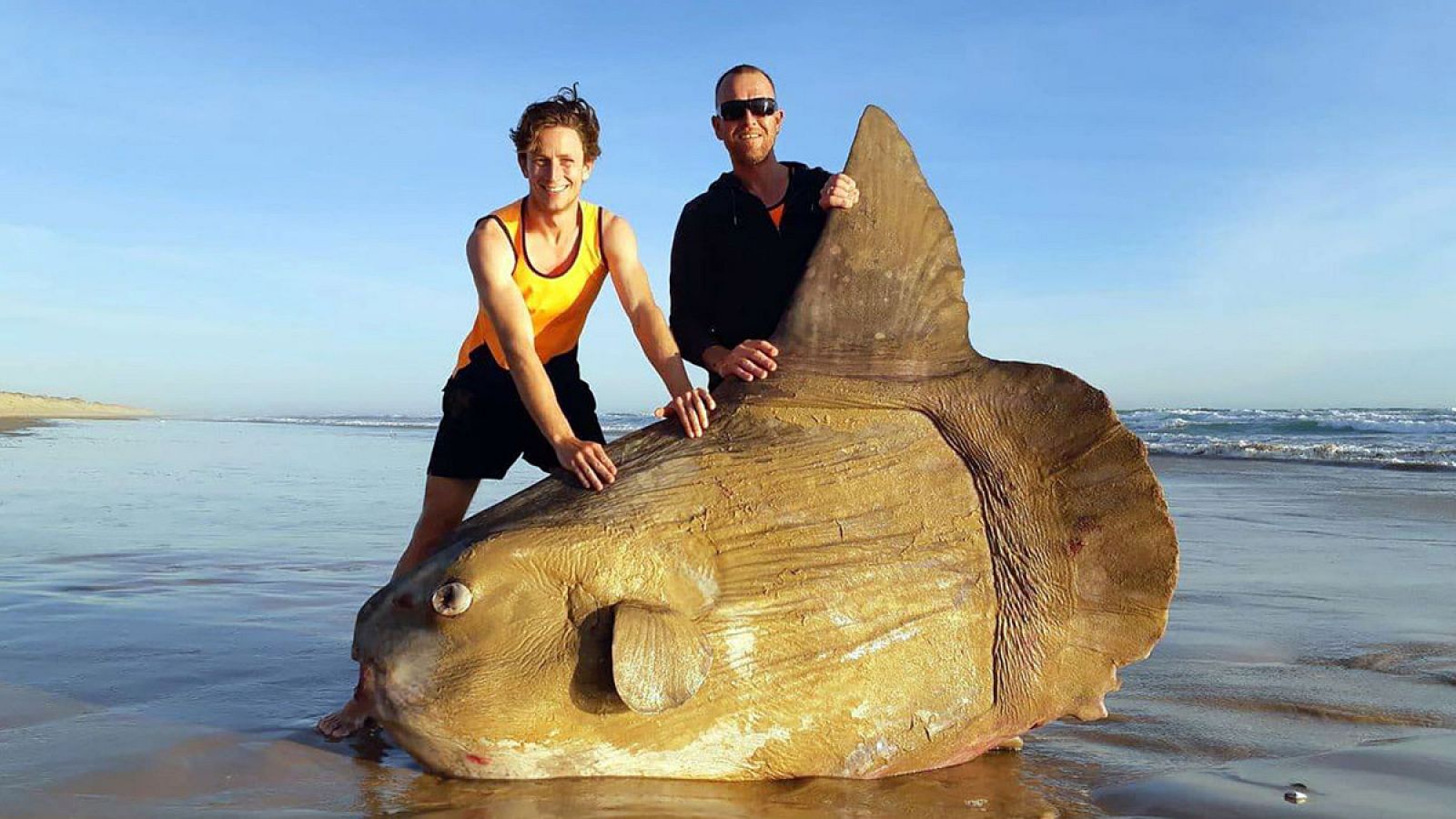 Imagen cortesía de Linette Grzelak en la que se muestra al pez luna encontrado en Coorong, en Australia.