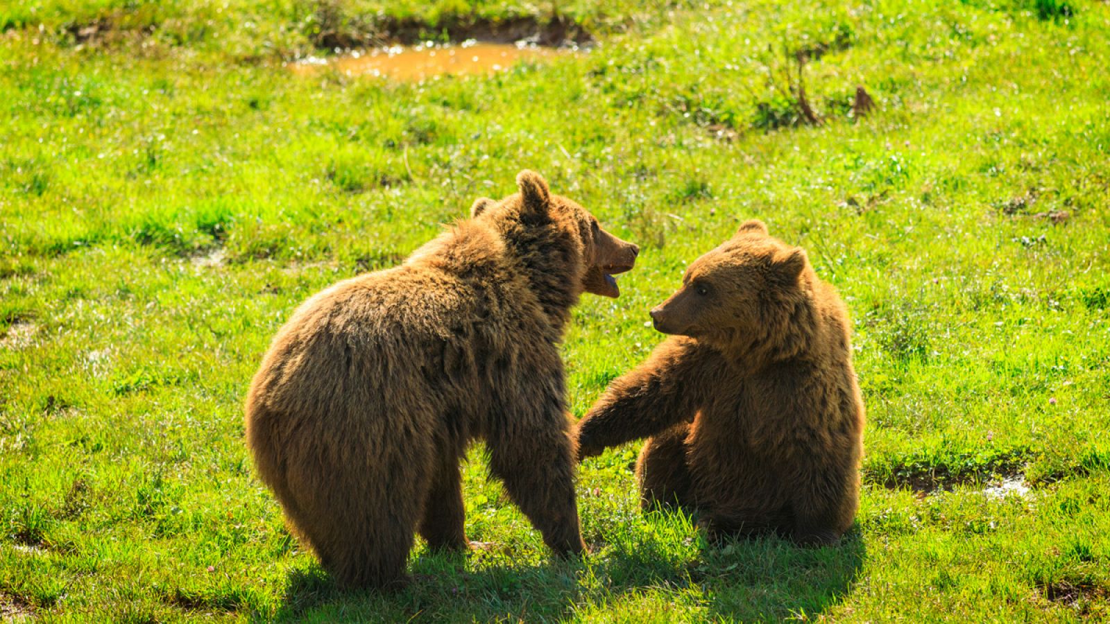 Dos osos cantábricos