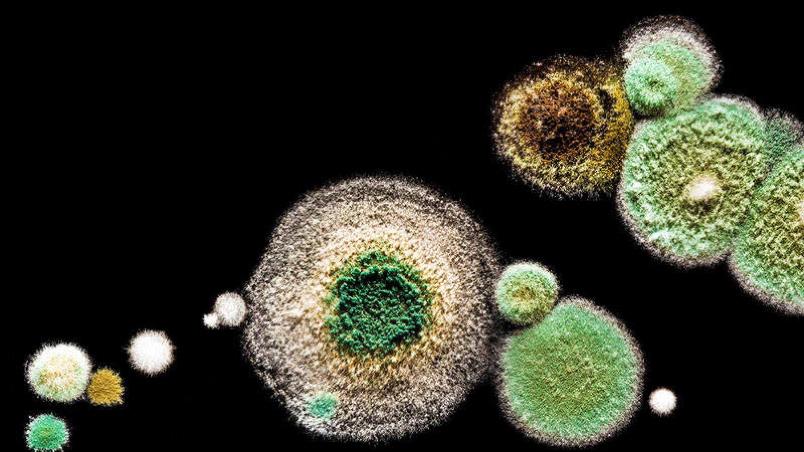  Investigadores españoles diseñan antibióticos que  atacan solo las bacterias 'malas'  y evitan resistencias