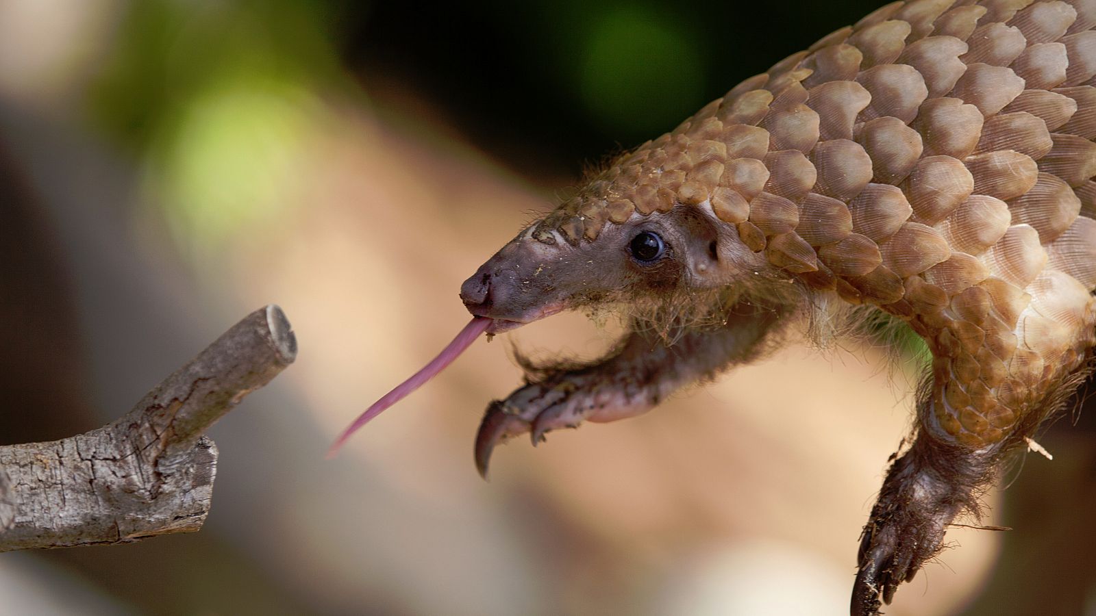 El pangolín es el mamífero más traficado del mundo, y se enfrenta a un serio peligro de extinción.