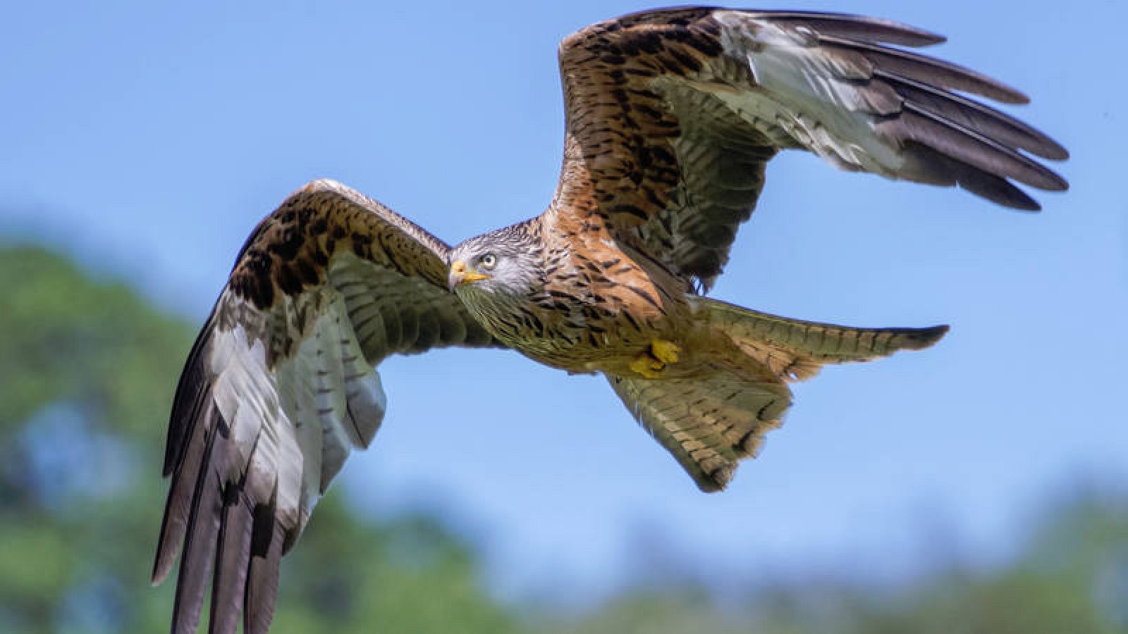 Imagen de archivo de un milano real (Milvus milvus).