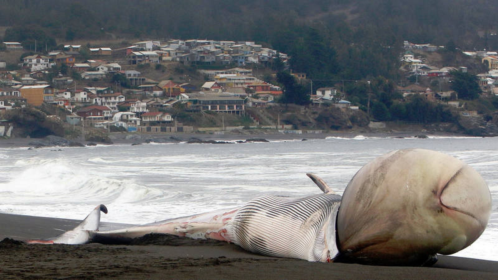 Ballena afectada por contaminación