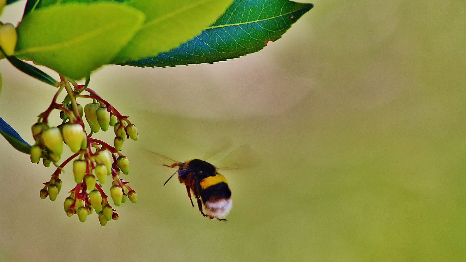 La miel que se extrae de las flores del madroño (Arbutus unedo) es apreciada en el sector apícola por sus características organolépticas.