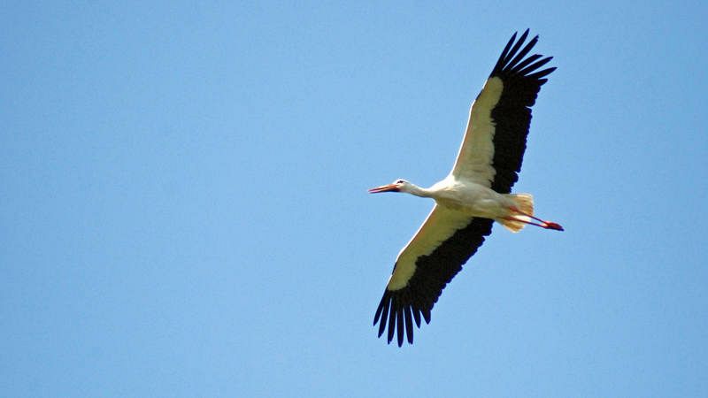 Los incidentes entre aves y aviones han aumentado un 30% desde 2014