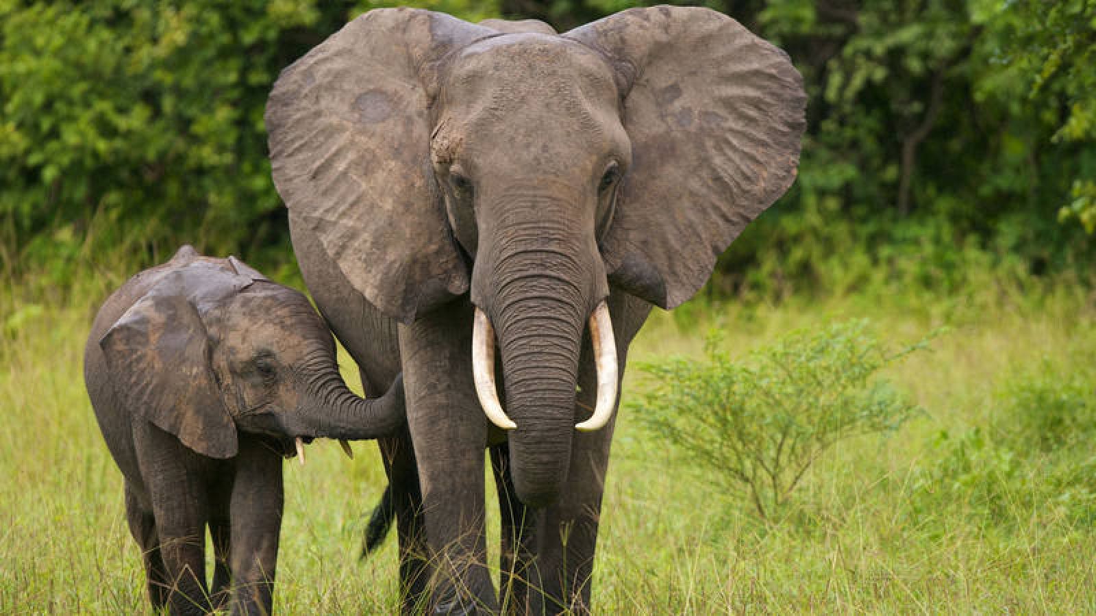 La caza furtiva de elefante africano cae un 60% en seis años ...