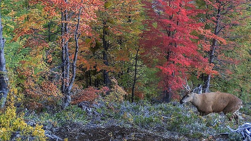 Fotografía cedida por Tompkins Conservation que muestra un huemul en la Patagonia chilena.