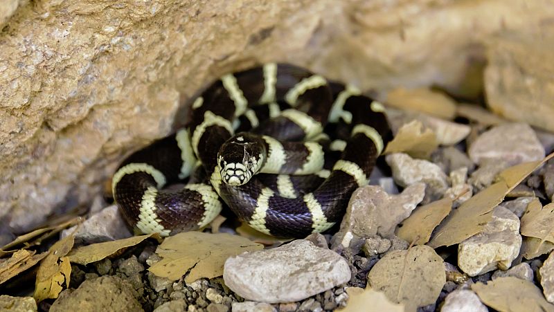 La culebra californiana (Lampropeltis getula californiae) es un animal sin depredador en la isla de Gran Canaria.