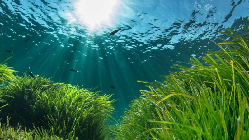 posidonia oceanica