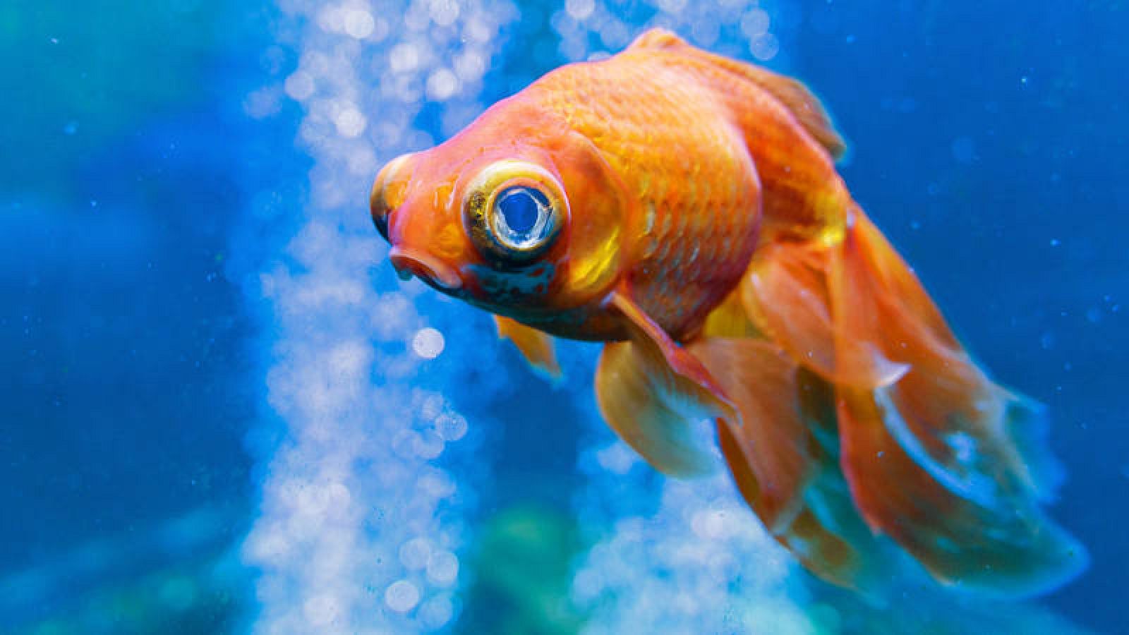 ángulo Mecánicamente Disipación Biología: los peces no se comunican pero sufren | RTVE