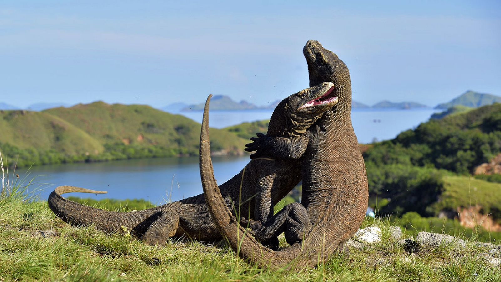 Dos dragones luchan en la isla indonesia de Komodo.