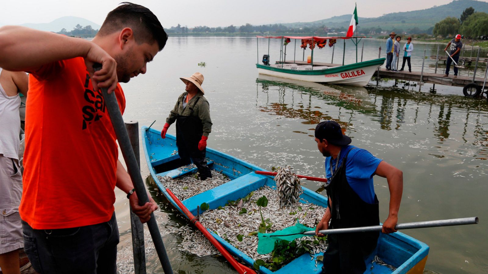 Cientos de peces han muerto en una laguna de México por las intensas lluvias