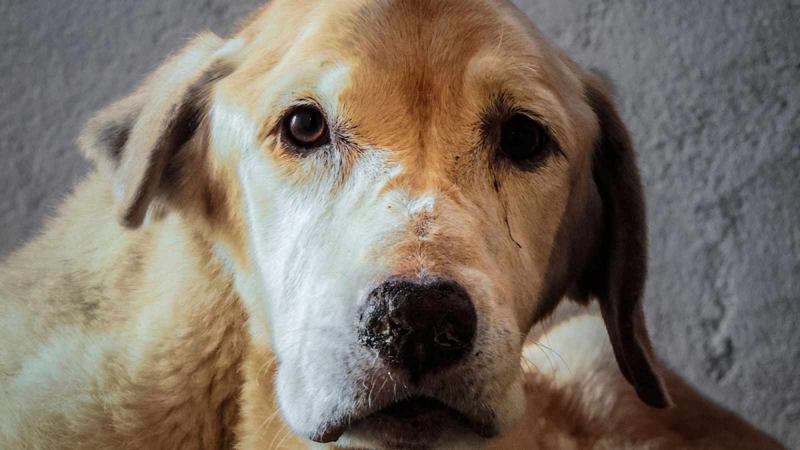 El "tumor venéreo transmisible canino" es un cáncer que se propaga principalmente durante el apareamiento.