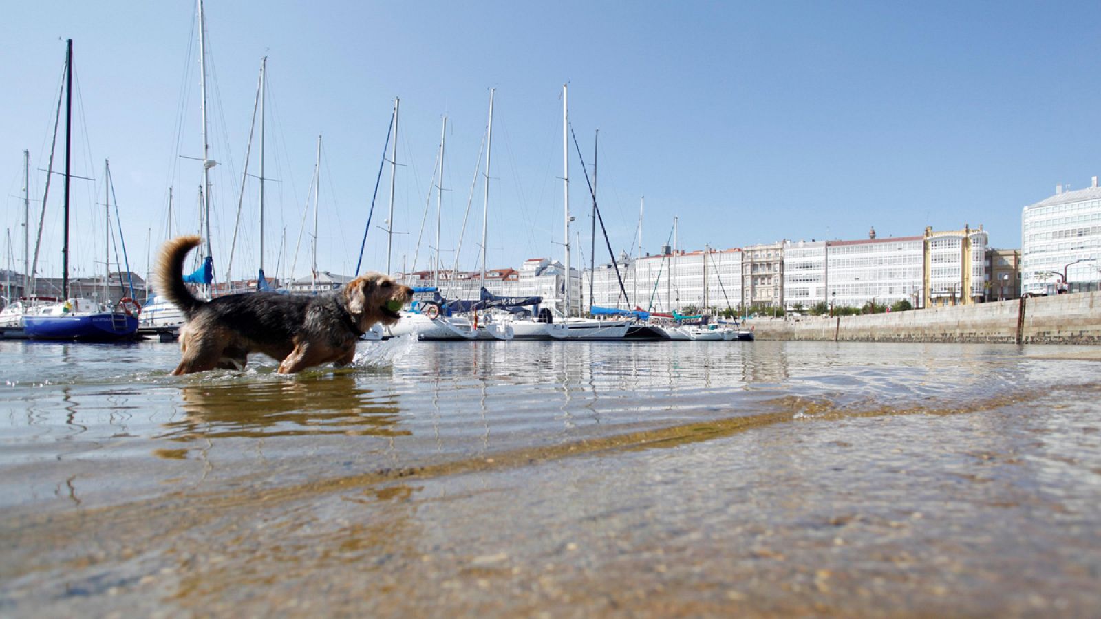 Un perro se refresca en el puerto de A Coruña