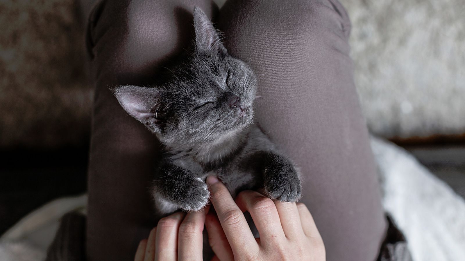 Un estudio ha constatado que el nivel de apego de los gatos es similar al de un bebé humano o un perro.