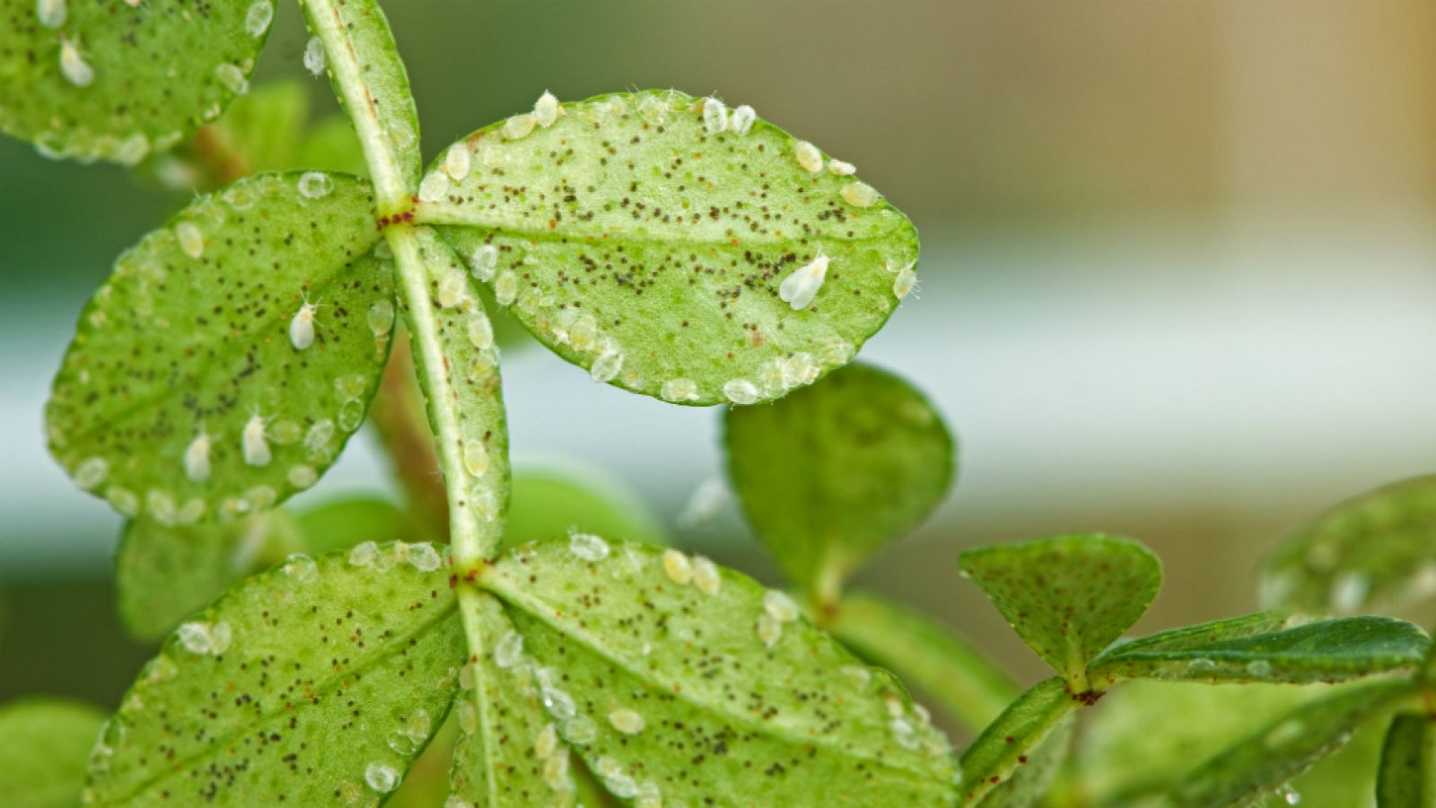 ¿Cómo controlar las plagas?