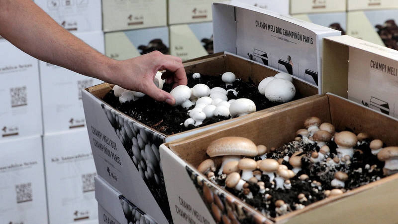 Cajas de autocultivo de champiñones en una feria en Valencia