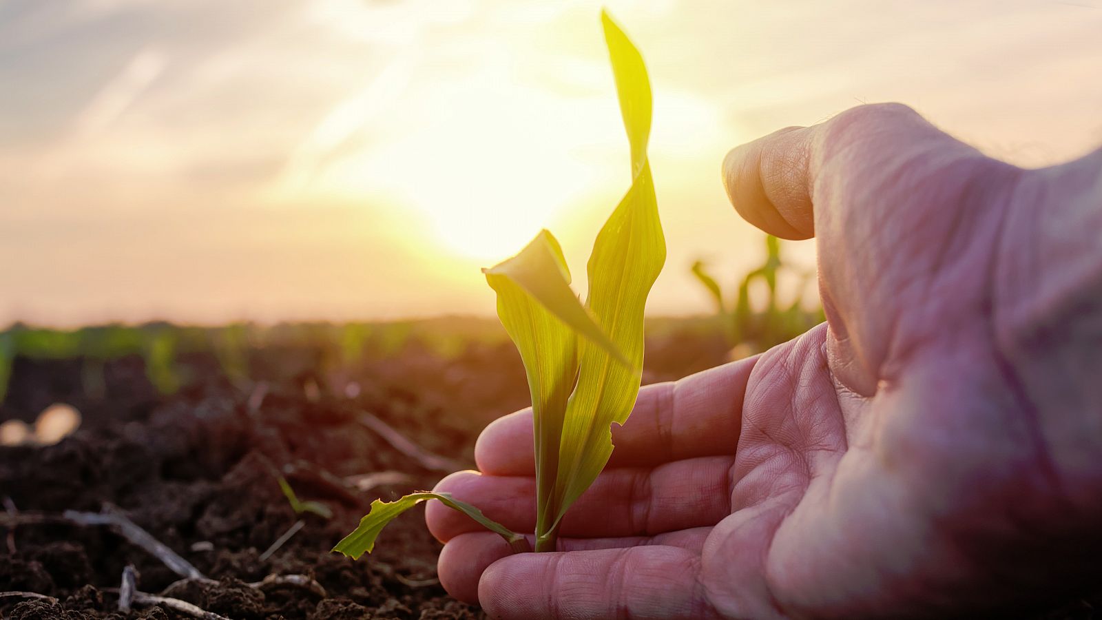 La capacidad de la naturaleza para satisfacer las necesidades de la gente está disminuyendo.