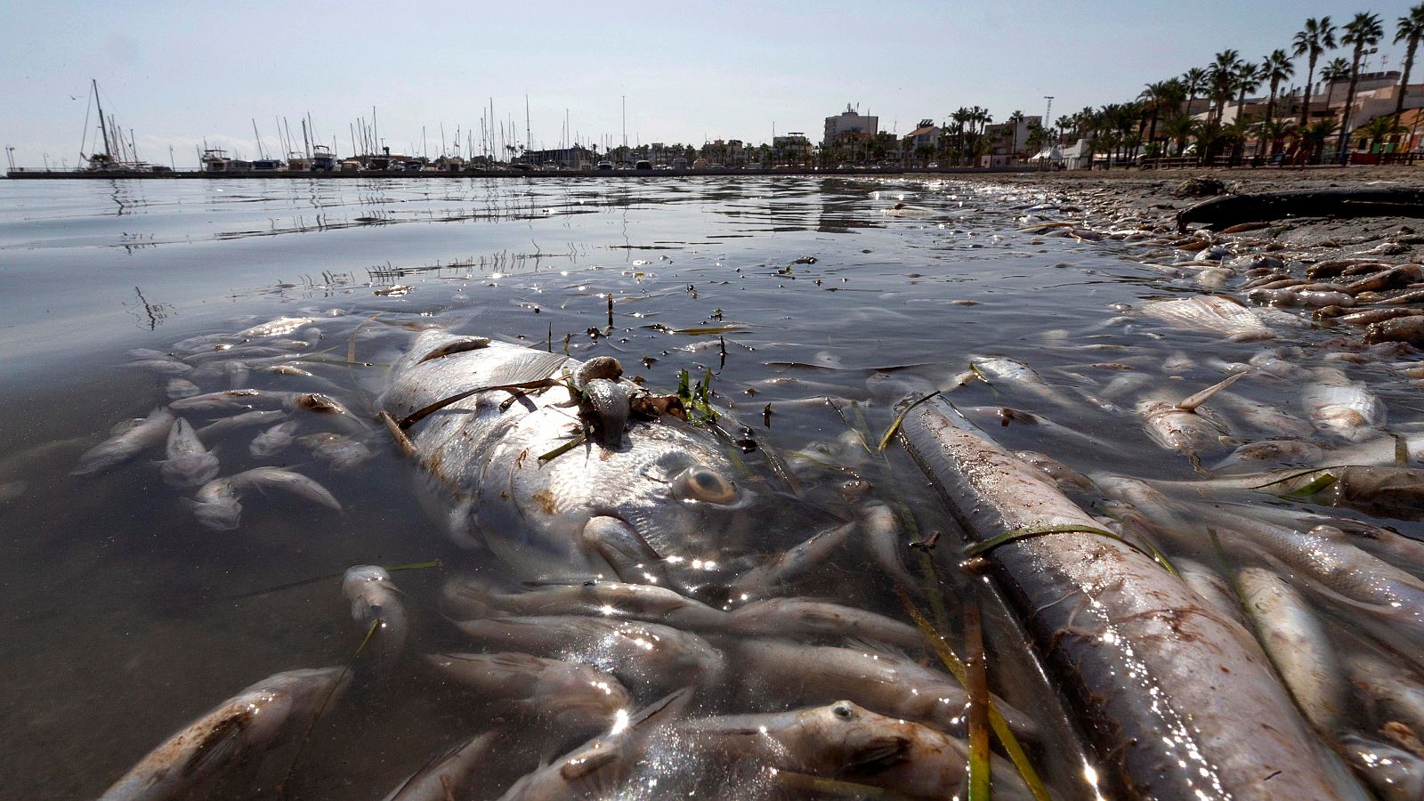 Imagen de archivo de la aparición de miles de peces y crustáceos muertos en el Mar Menor.