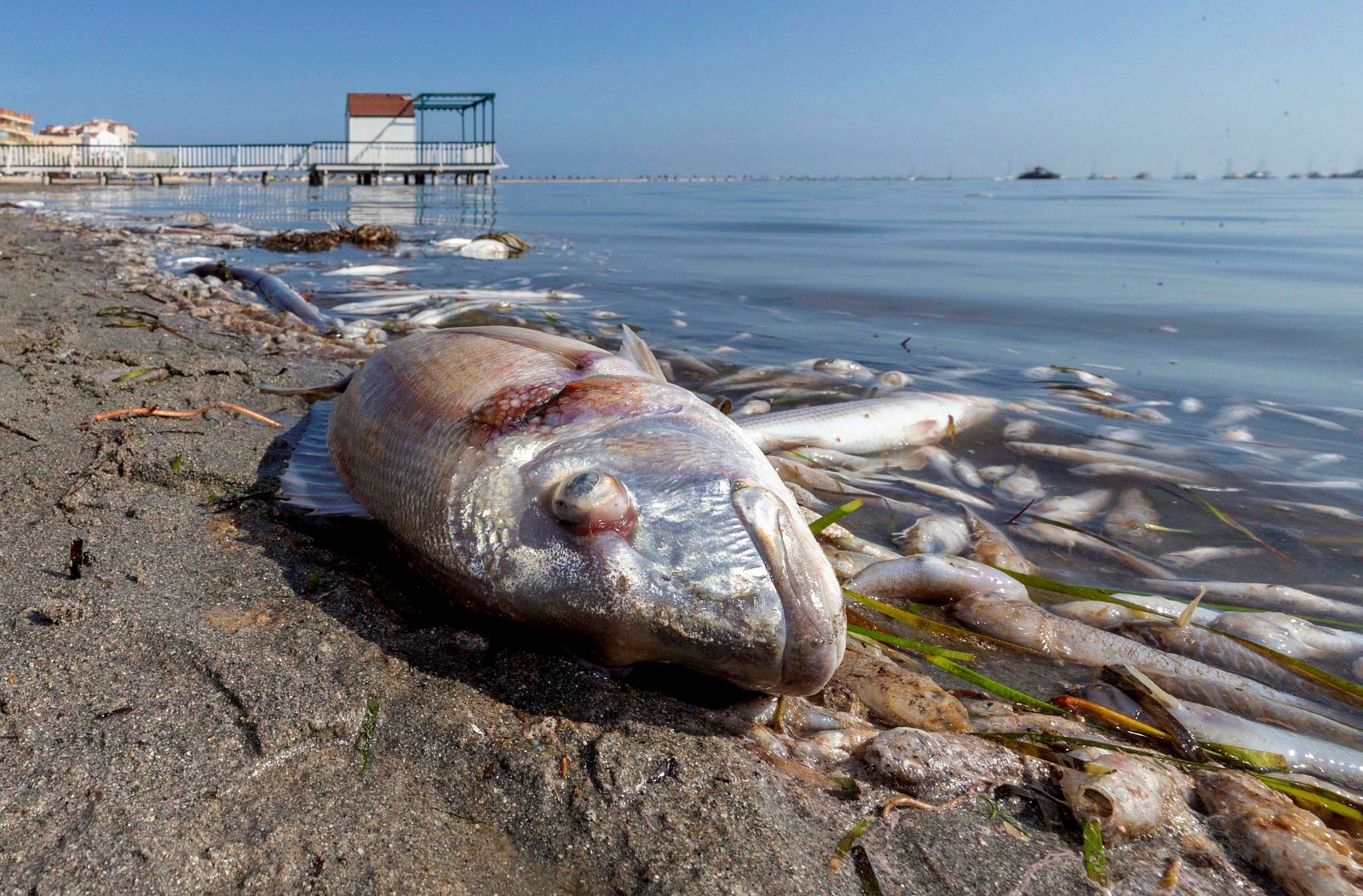 Resultado de imagen de imagenes mar menor