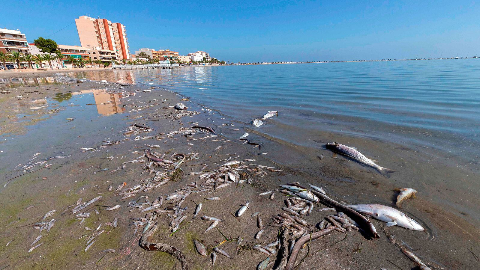 Miles de peces muertos en la orilla del Mar Menor