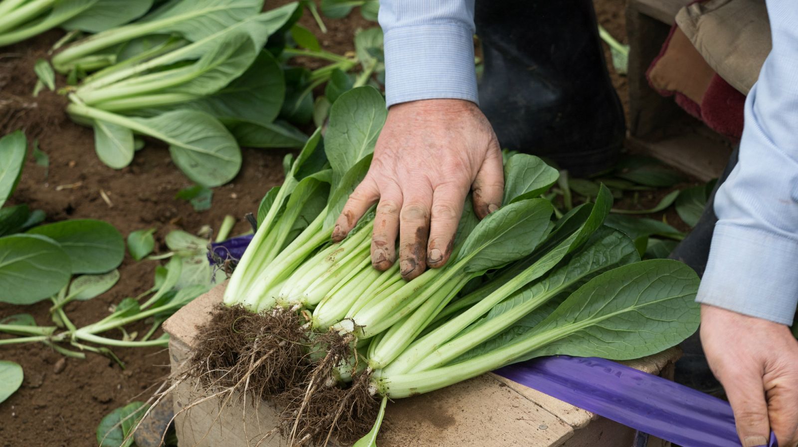 Komatsuna: cómo cultivarla y cómo cocinar con ella